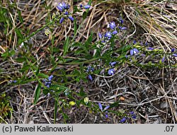 Polygala vaillantii