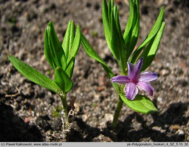 Polygonatum hookeri (kokoryczka Hookera)