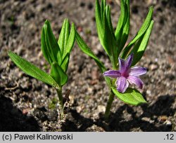 Polygonatum hookeri (kokoryczka Hookera)