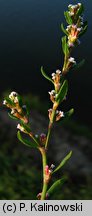 Polygonum arenastrum (rdest macierzankowy)