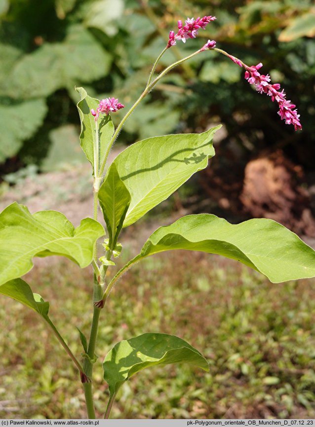 Polygonum orientale (rdest wschodni)