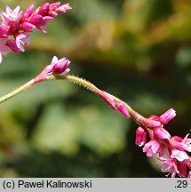 Polygonum orientale (rdest wschodni)