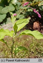 Polygonum orientale (rdest wschodni)