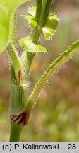 Polygonum orientale (rdest wschodni)