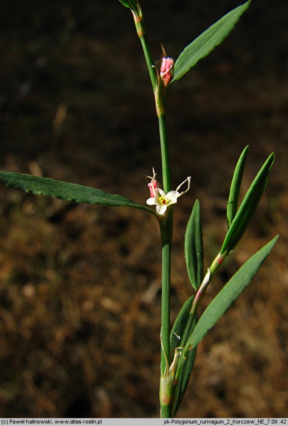 Polygonum rurivagum (rdest zmienny)