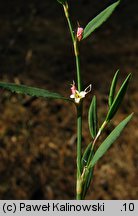 Polygonum rurivagum (rdest zmienny)