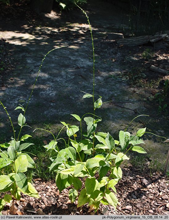 Polygonum virginiana (rdest wirginijski)