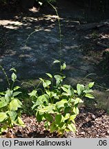 Polygonum virginiana (rdest wirginijski)