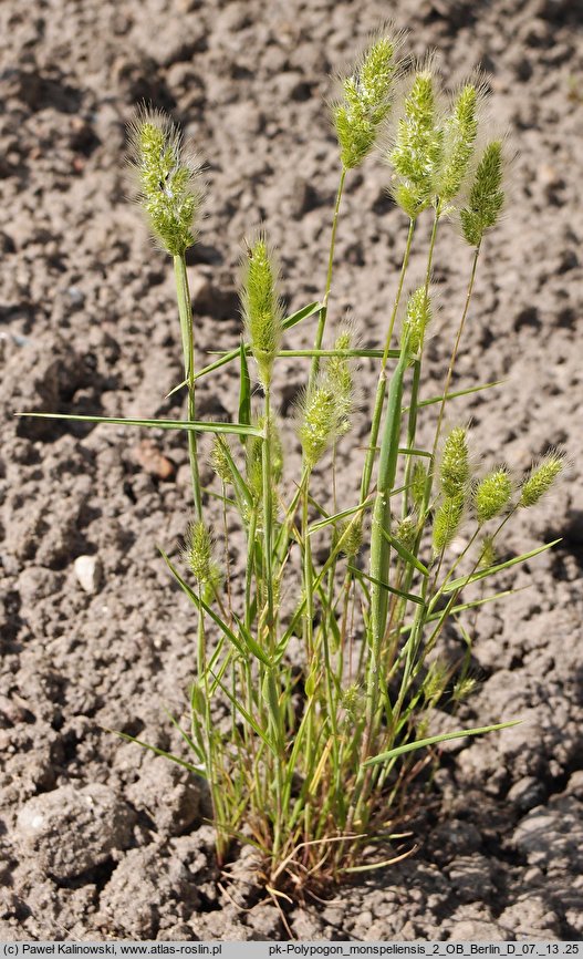 Polypogon monspeliensis (polipogon montpeliański)