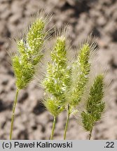 Polypogon monspeliensis (polipogon montpeliański)