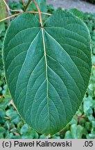 Populus lasiocarpa (topola wielkolistna)