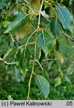 Populus simonii (topola chińska)