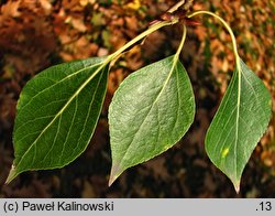 Populus simonii (topola chińska)