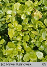 Portulaca oleracea ssp. sativa (portulaka pospolita siewna)