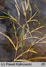 Potamogeton compressus (rdestnica ściśniona)