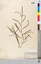 Potamogeton compressus (rdestnica ściśniona)