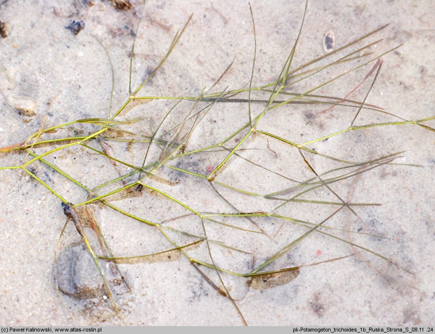 Potamogeton trichoides (rdestnica włosowata)