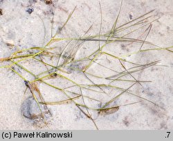 Potamogeton trichoides (rdestnica włosowata)