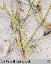 Potamogeton trichoides (rdestnica włosowata)