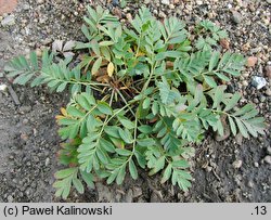 Potentilla bifurca (pięciornik dwuzębny)