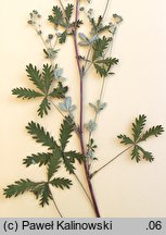 Potentilla inclinata (pięciornik siwy)