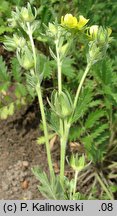 Potentilla pensylvanica (pięciornik pensylwański)