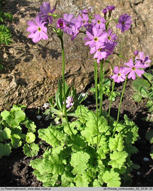 Primula cortusoides (pierwiosnek zarzyczkowaty)