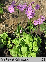 Primula cortusoides (pierwiosnek zarzyczkowaty)