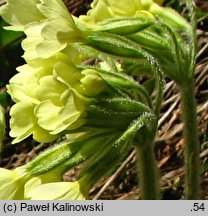 Primula elatior ssp. carpatica