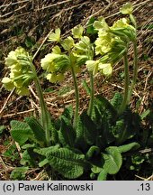 Primula elatior ssp. carpatica