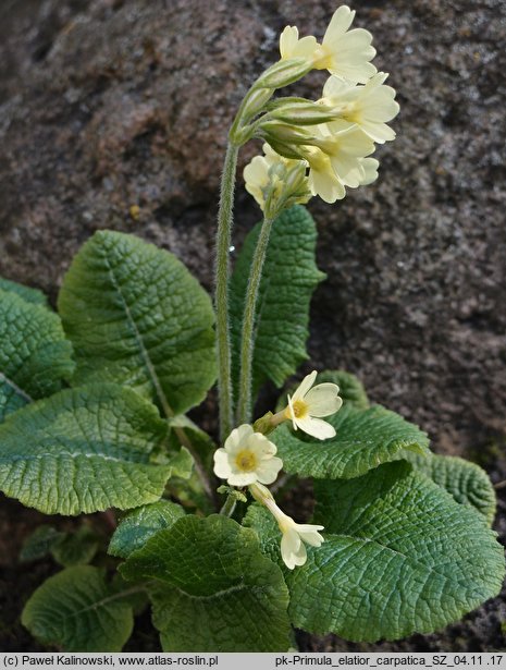 Primula elatior ssp. carpatica