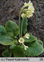 Primula elatior ssp. carpatica