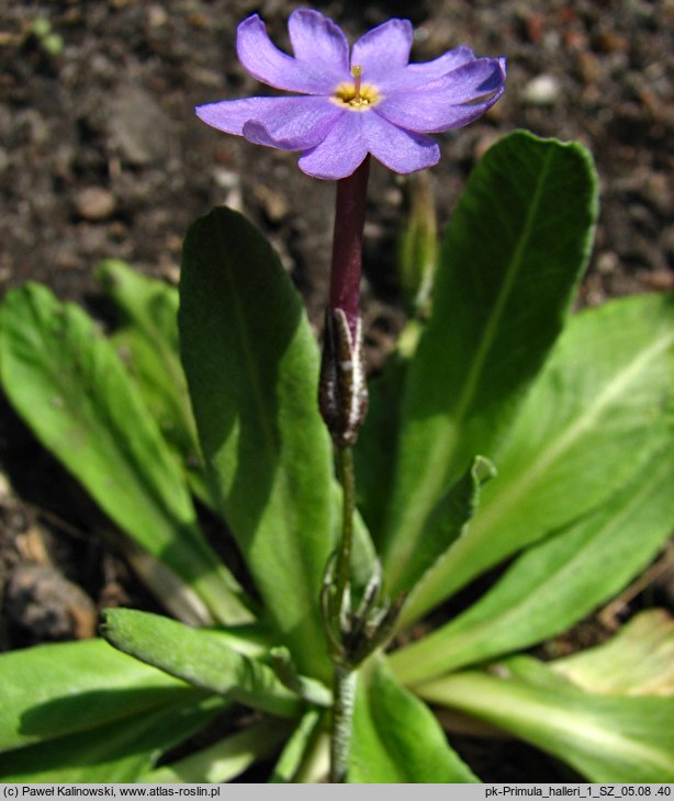 Primula halleri (pierwiosnek Hallera)