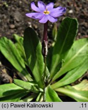 Primula halleri (pierwiosnek Hallera)