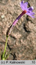 Primula halleri (pierwiosnek Hallera)