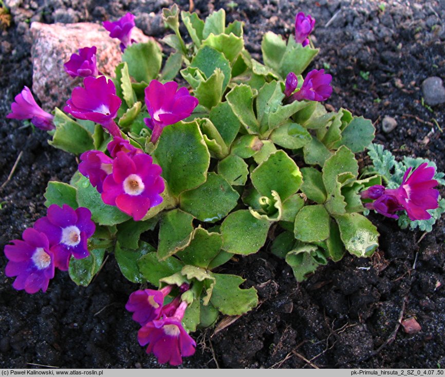 Primula hirsuta (pierwiosnek szorstki)