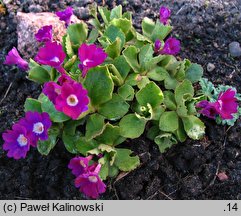 Primula hirsuta (pierwiosnek szorstki)