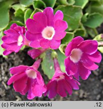 Primula hirsuta (pierwiosnek szorstki)