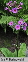 Primula pulverulenta (pierwosnek przyprószony)