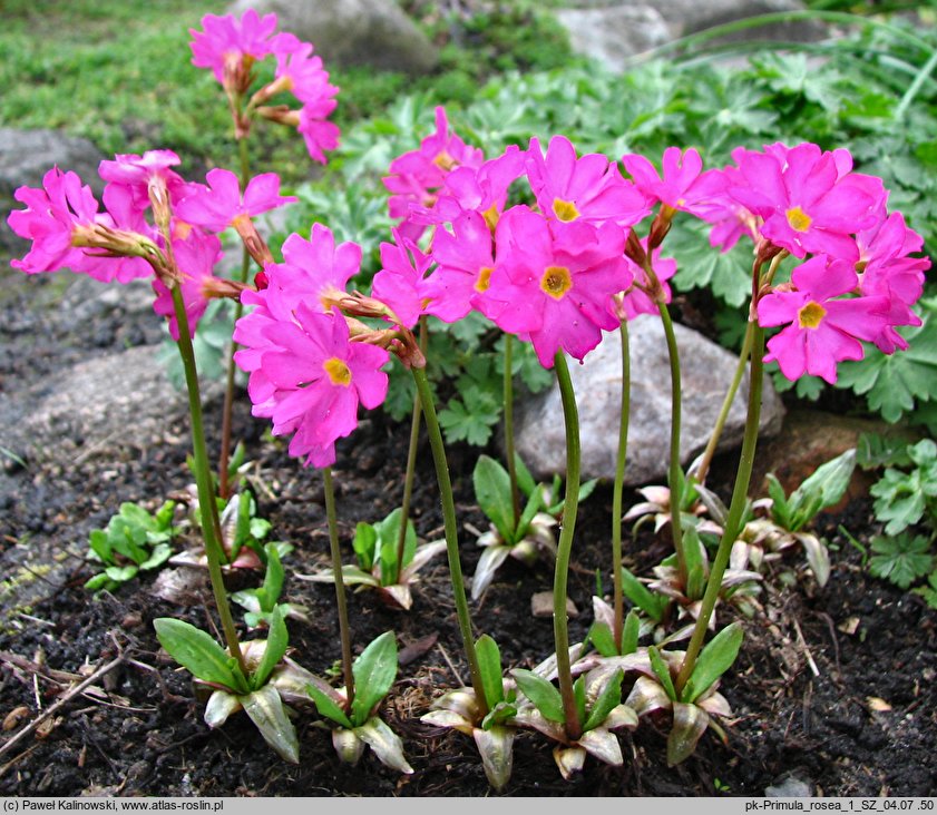 Primula rosea (pierwiosnek różowy)