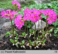 Primula rosea (pierwiosnek różowy)