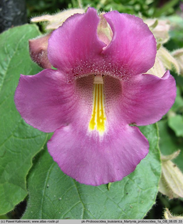 Proboscidea louisianica ssp. louisianica
