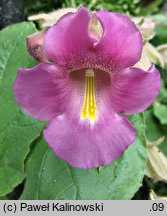 Proboscidea louisianica ssp. louisianica