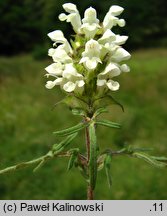 Prunella laciniata (głowienka kremowa)