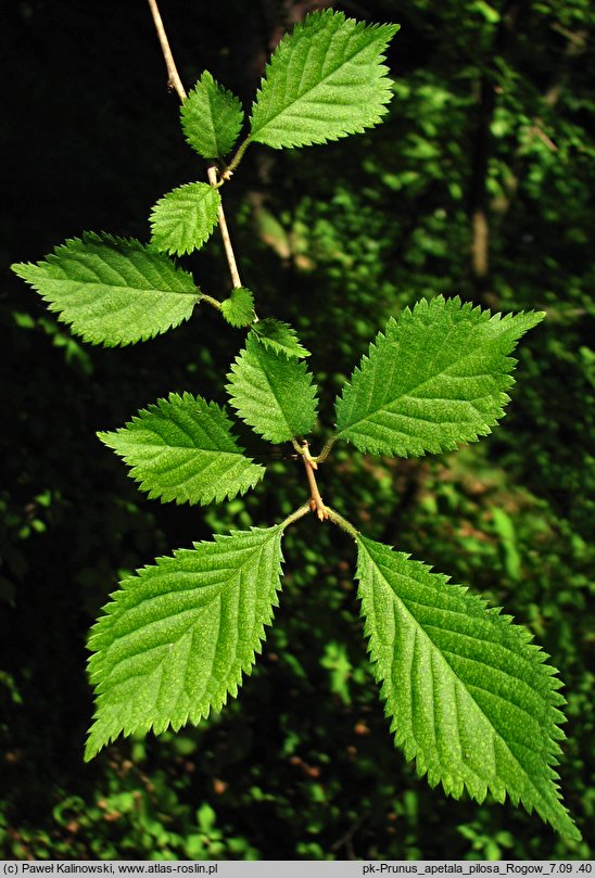 Prunus apetala