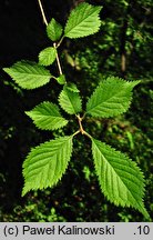 Prunus apetala