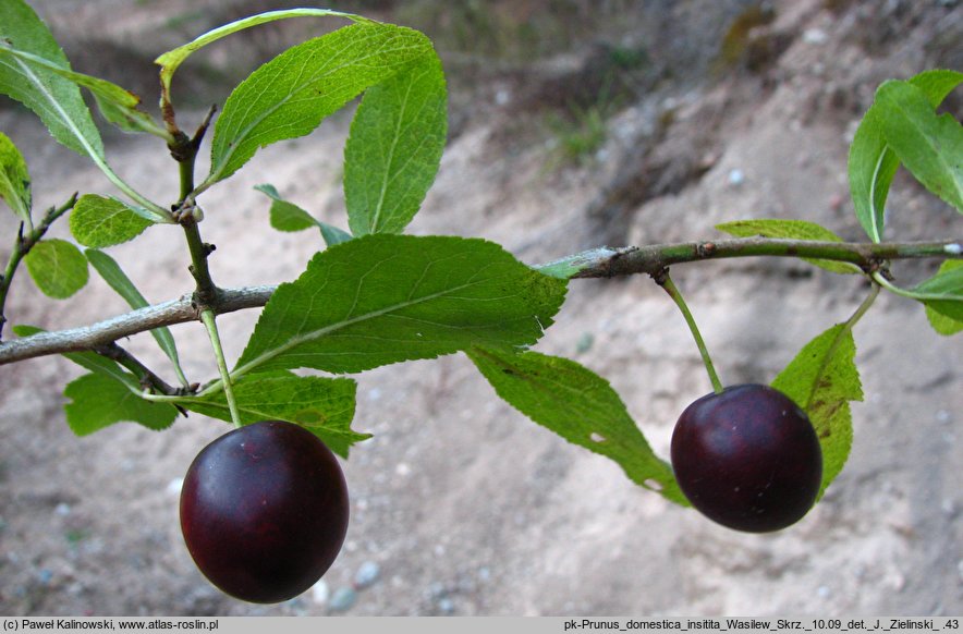 Prunus insititia (śliwa lubaszka)