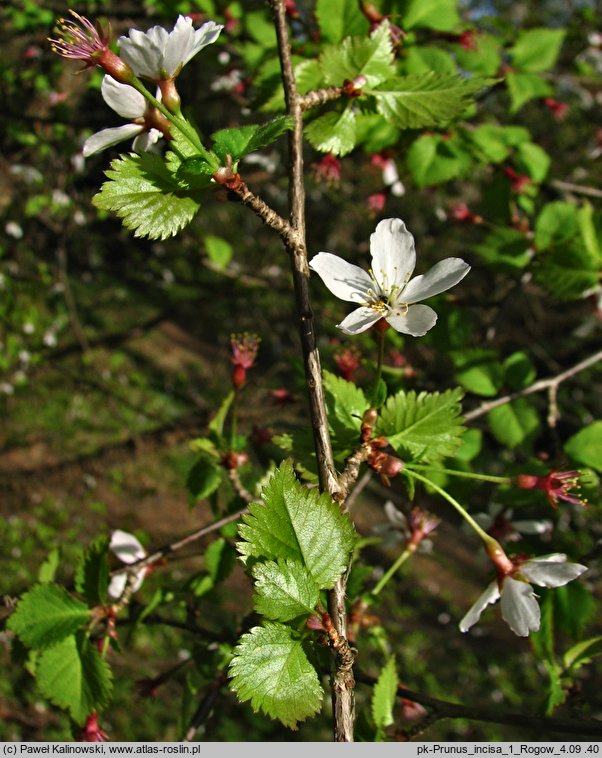 Prunus incisa (wiśnia wczesna)