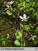 Prunus incisa (wiśnia wczesna)