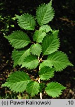 Prunus incisa (wiśnia wczesna)